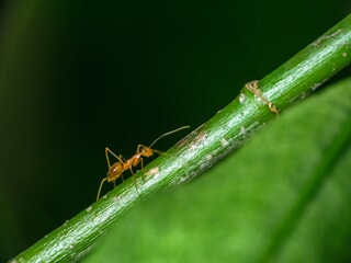 pharaoh ants